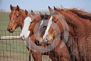 Four alert horses