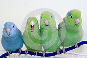 The four amigo parrotlets