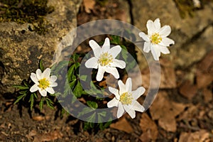 Four anemones on a brown forest floor