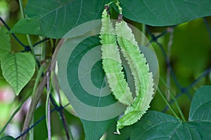 Four-Angled Bean