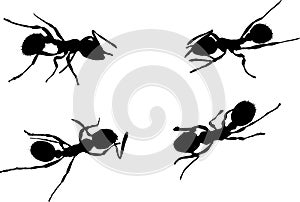 Four ant silhouettes