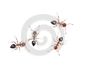 four ants on white background