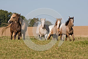 Four Appaloosa horses running on meadow