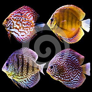 Four aquarium fish. Isolated photo on black background.