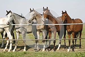 Four arabian youngster looking over corral gate at summertime