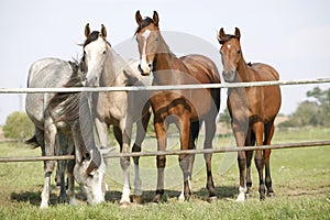 Four arabian youngsters looking over corral gate