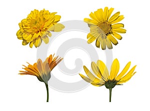 Four Asteraceae isolated photo