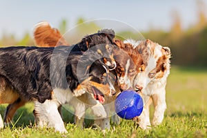 Four Australian Shepherd dogs fighting for a ball