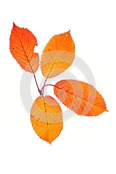 Four autumn leaves