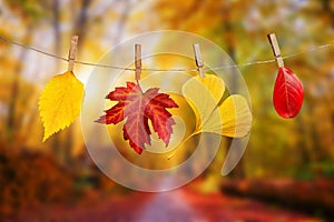 Four autumn leaves hanging on clothespins on a rope fall woods landscape background