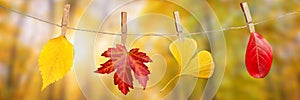 Four autumn leaves hanging on a rope, fall woods panoramic background