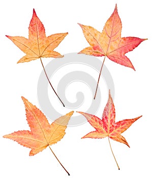 Four autumn sweetgum leaves on white