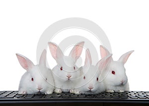 Four baby bunnies at computer keyboard isolated on white
