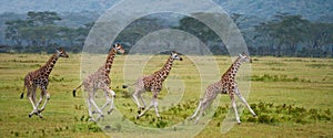 Four baby giraffe running across the savannah. Close-up. Kenya. Tanzania. East Africa.