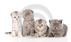 Four baby kittens in front. isolated on white background