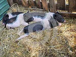 Four baby Vietnamese Pot bellied pigs sleeping