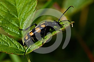 Four-banded longhorn beetle