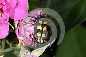 Four-banded longhorn beetle