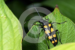 Four-banded longhorn beetle