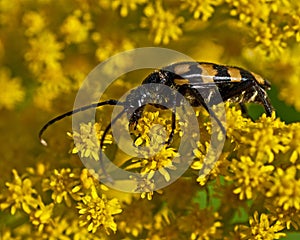 Four-banded longhorn beetle