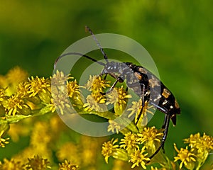 Four-banded longhorn beetle