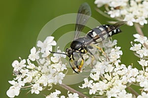 Four-banded Stink Bug Wasp - Bicyrtes quadrifasciatus