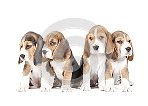 Four beagle puppy