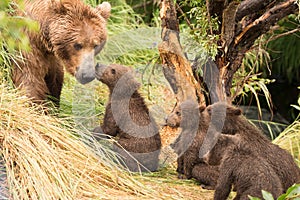 Four bear cubs greet mother beside tree