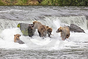 Four bears fishing at Brooks Falls in Alaska