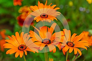 Four beautiful flowers against the background of a flower bed.