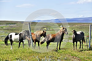 Four beautiful icelandic horses on a pasture near Husavik