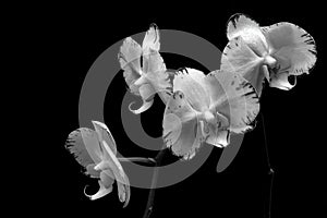 Four Beautiful phalaenopsis orchids against dark background