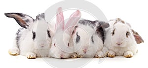 Four beautiful rabbits