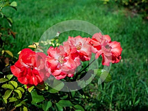 Four beautiful roses floribunda bright pink red flowers on a branch in garden lawn