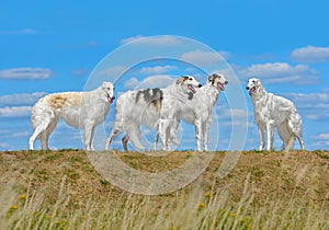 Four beautiful russian borzoi dogs