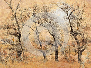 Four beautiful tree bare for autumn