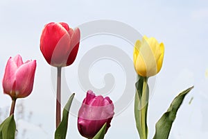 Four beautiful tulips closeup and a blue background