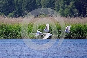 Four beautiful white swans fly above a river
