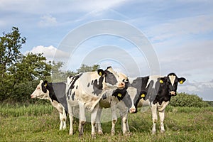 Four beautiful young black and white cows, Friesian Holstein, stand close together in a meadow under a blue sky with clouds