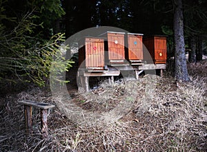 Four beehives on the edge of a spruce forest