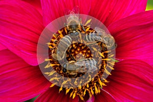 Four bees collecting nectar on a red flower - macro shot