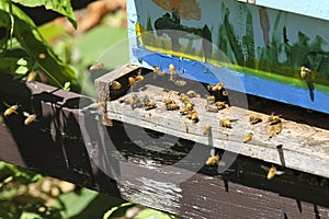 Four bees fight an invader on hive