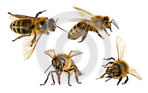 four bees honeybees Apis Mellifera isolated on white