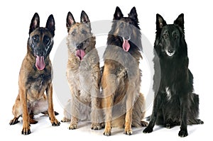 Four belgian shepherds