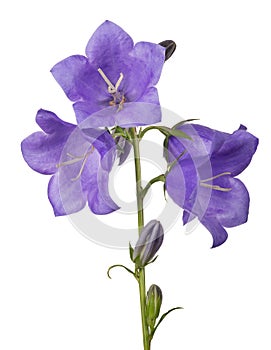 Four bellflower violet large blooms on stem