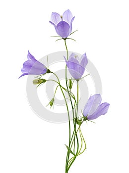 Four bellflowers isolated on white