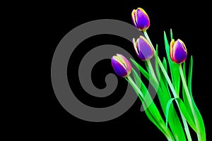 Four bicolor tulips on black background