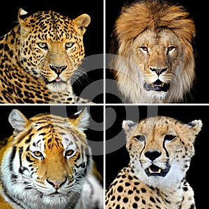 Four big wild cats