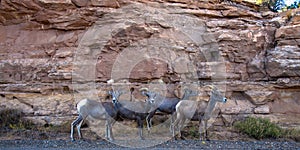 Four Bighorn Sheep beside a rocky cliff in Colorado National Monument