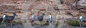 Four Bighorn Sheep beside a rocky cliff in Colorado National Monument